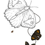 dibujo mariposa para colorear