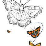 dibujo mariposa para colorear