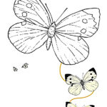 dibujo mariposa para colorear