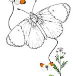 dibujos de mariposas para colorear