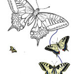 dibujos de mariposas para colorear