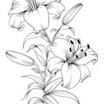 dibujos para colorear flores