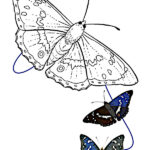 dibujos para colorear mariposas