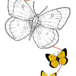 mariposas para colorear